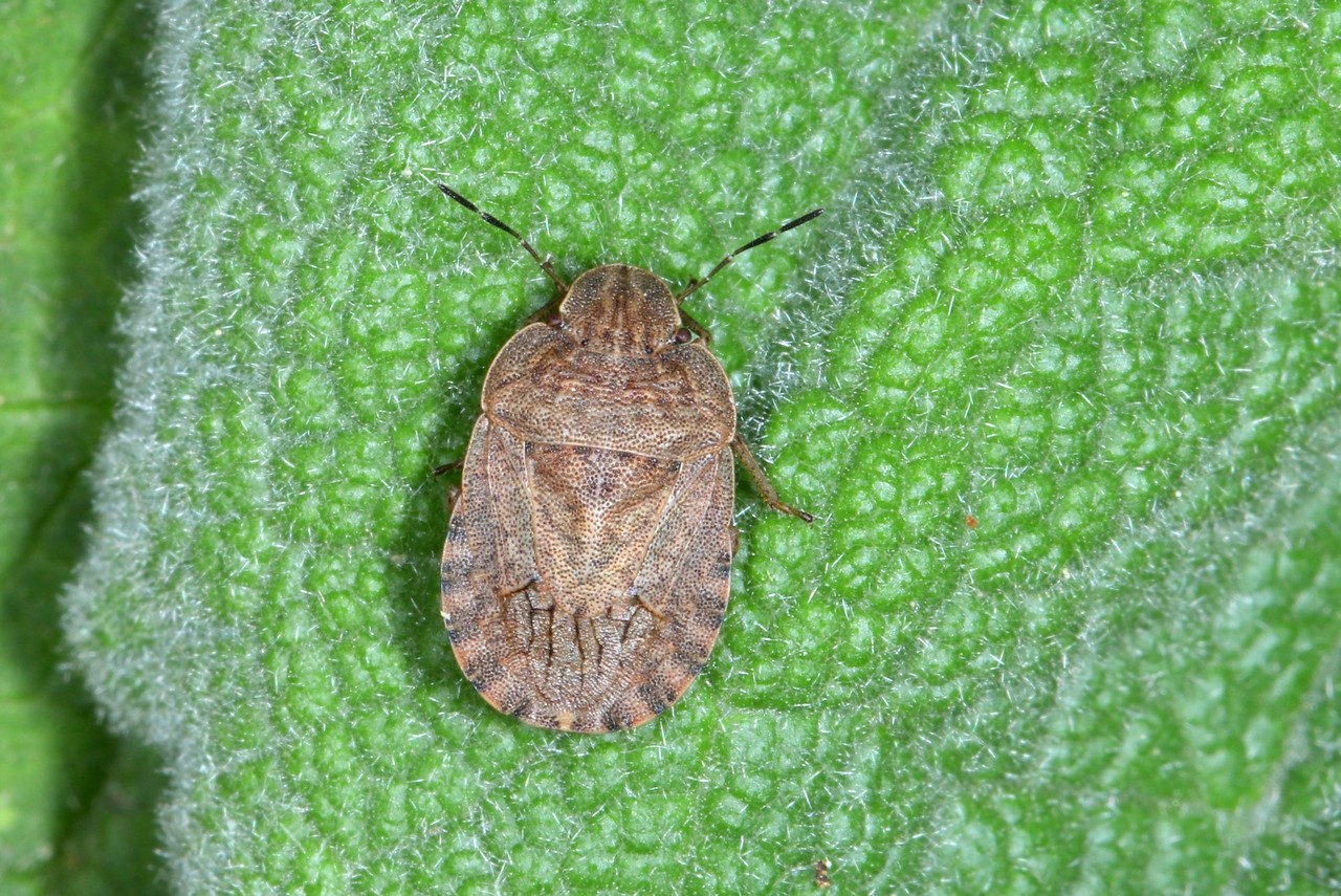 Sciocoris homalonotus Fieber, 1851