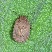 Sciocoris homalonotus Fieber, 1851