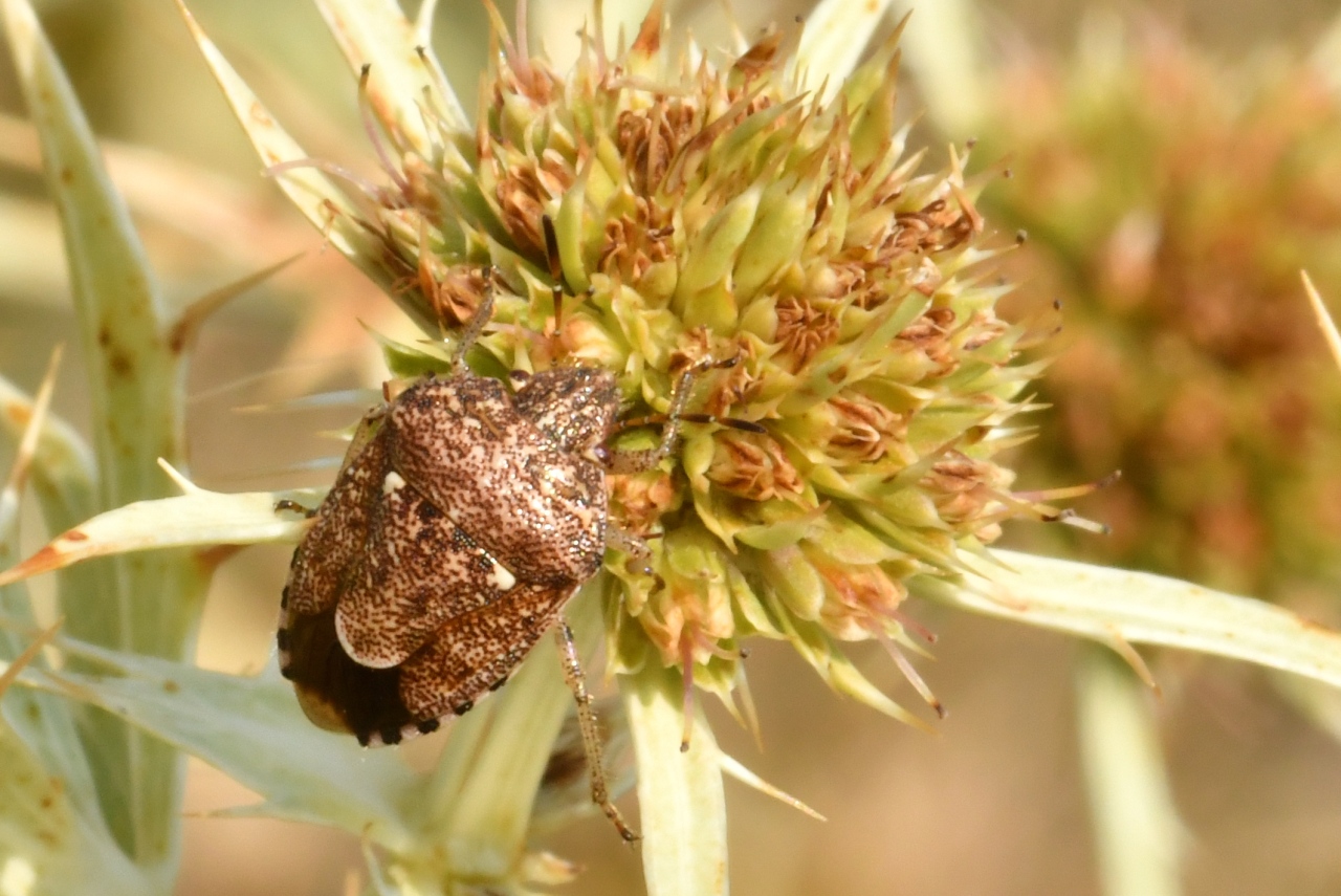 Staria lunata (Hahn, 1835)