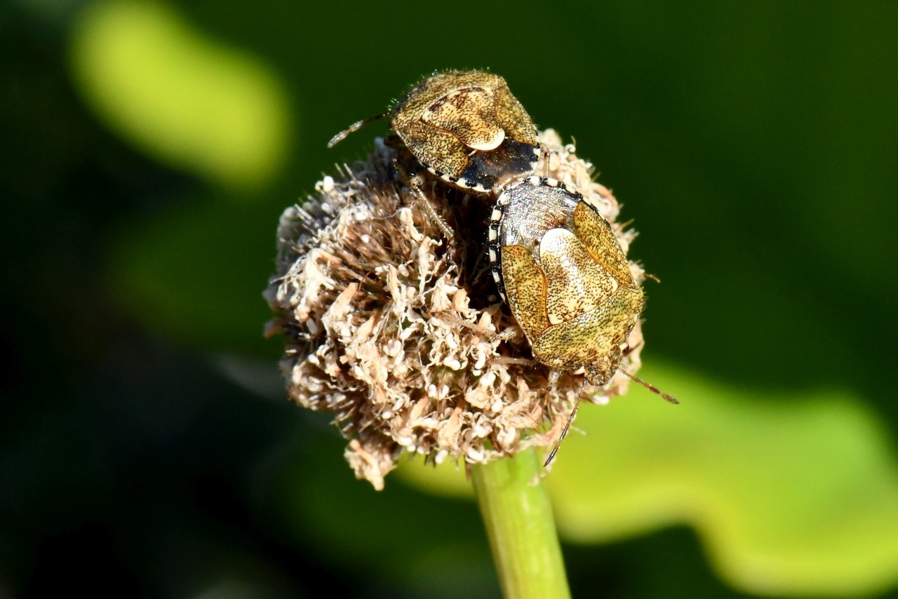 Staria lunata  (Hahn, 1835) (accouplement)