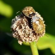 Staria lunata  (Hahn, 1835) (accouplement)