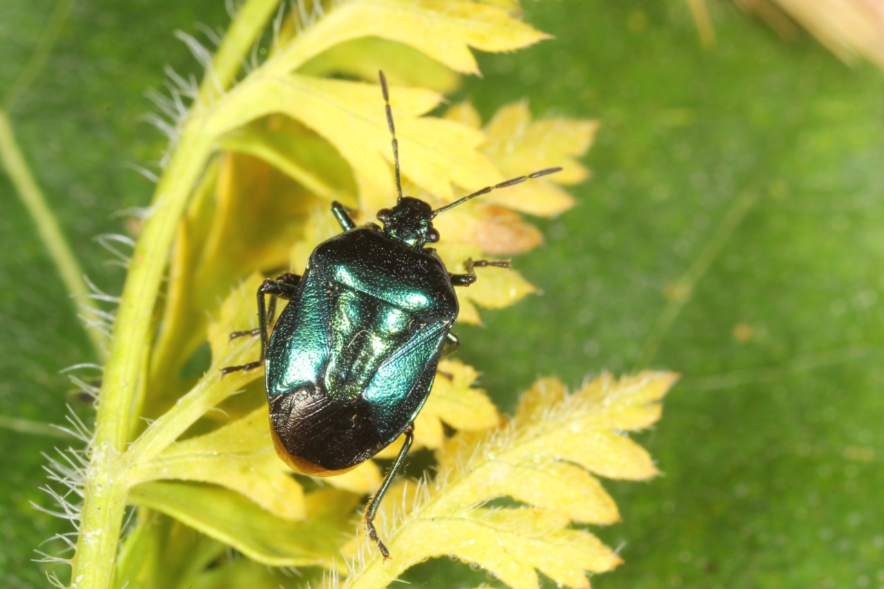 Zicrona caerulea (Linnaeus, 1758) - Punaise verte bleuâtre 