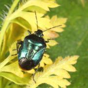 Zicrona caerulea (Linnaeus, 1758) - Punaise verte bleuâtre 