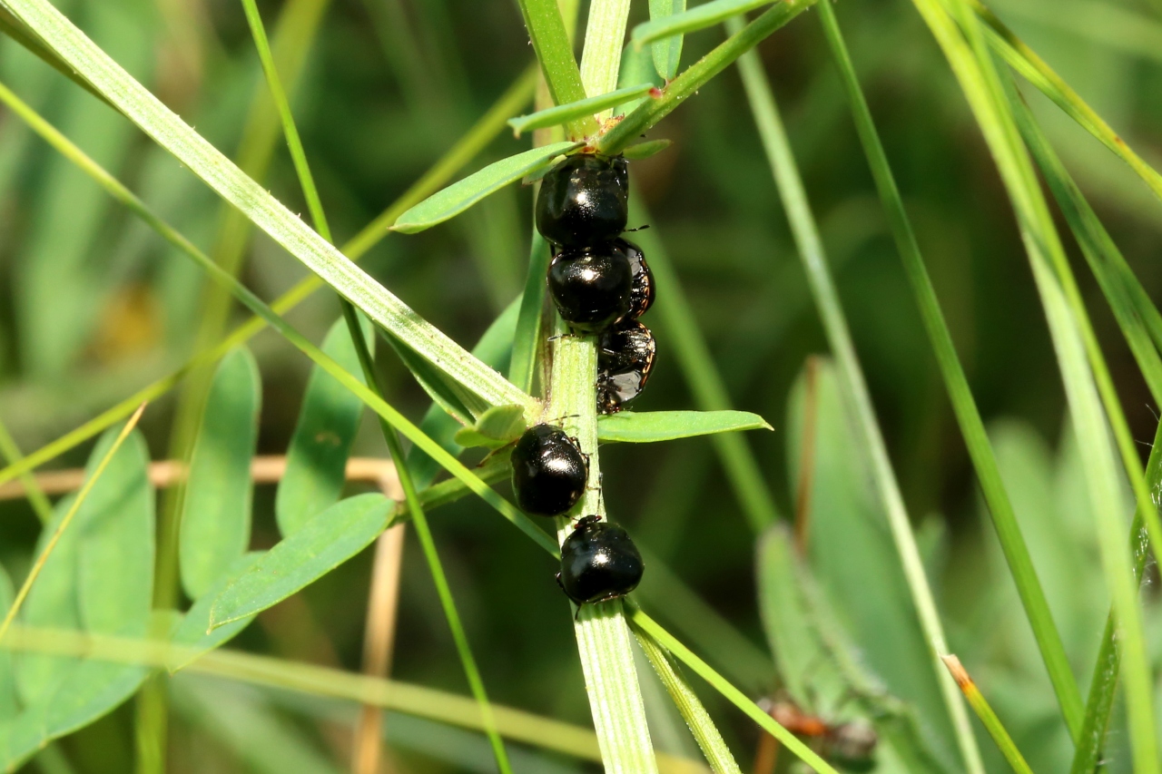 Coptosoma scutellatum (Geoffroy, 1785) - Punaise cuirasse