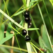 Coptosoma scutellatum (Geoffroy, 1785) - Punaise cuirasse