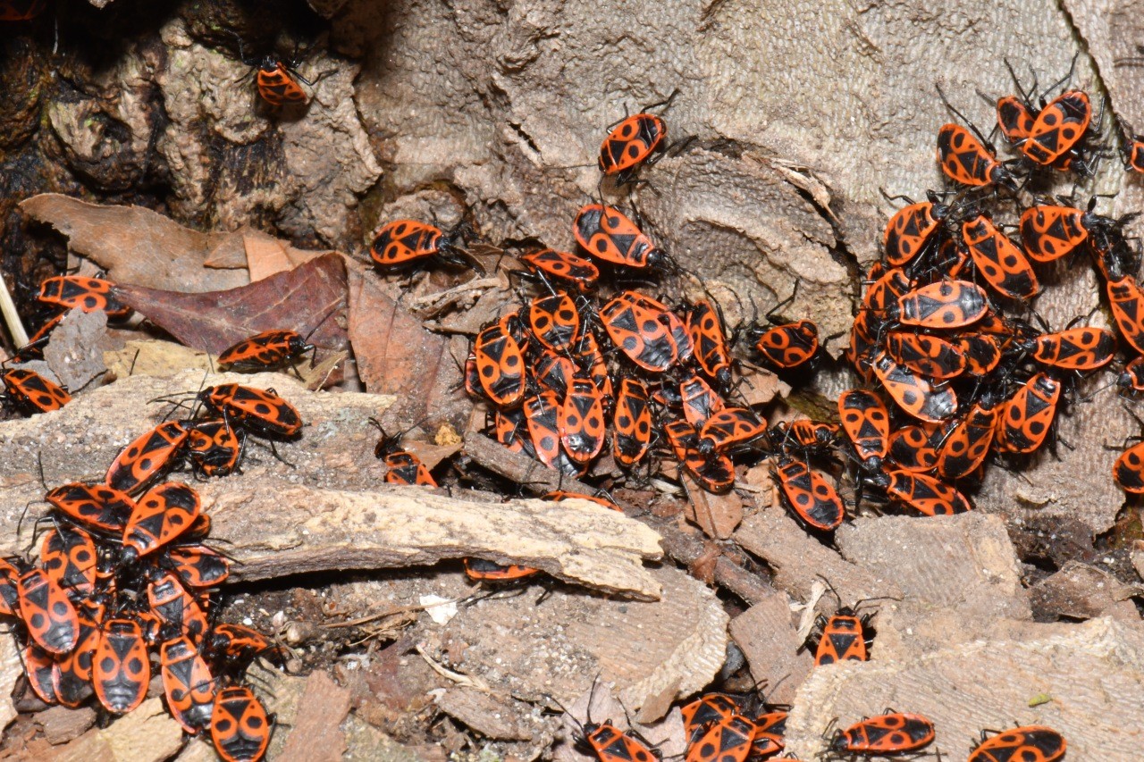 Pyrrhocoris apterus (Linnaeus, 1758) - Gendarme, Soldat, Suisse