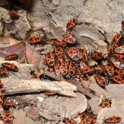 Pyrrhocoris apterus (Linnaeus, 1758) - Gendarme, Soldat, Suisse