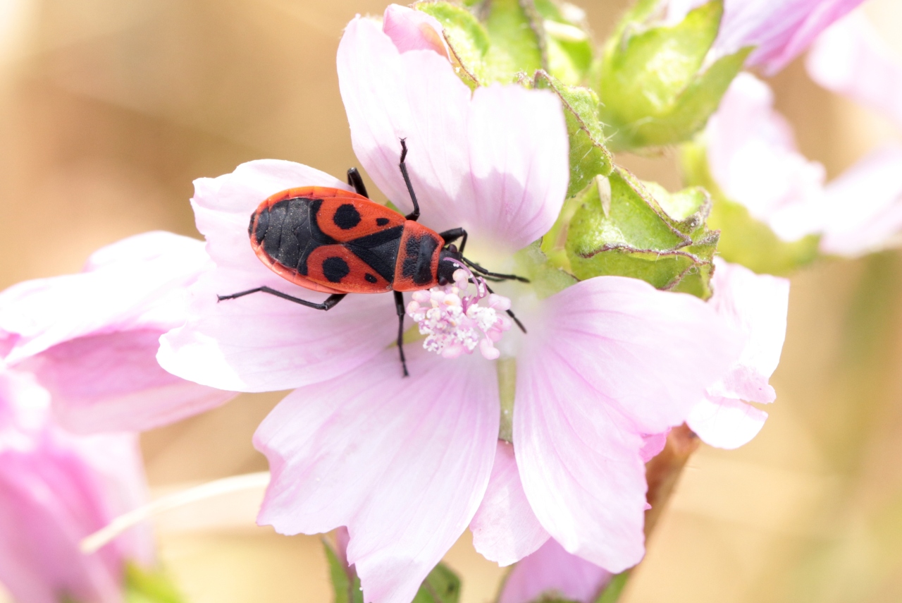 Pyrrhocoris apterus (Linnaeus, 1758) - Gendarme, Soldat, Suisse