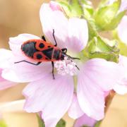 Pyrrhocoris apterus (Linnaeus, 1758) - Gendarme, Soldat, Suisse