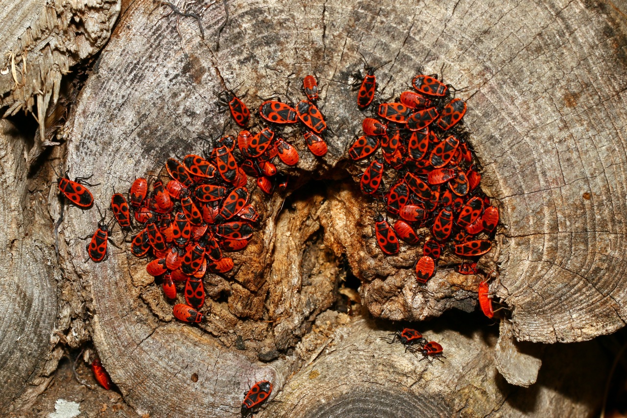 Pyrrhocoris apterus (Linnaeus, 1758) - Gendarme, Soldat, Suisse