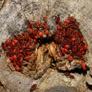 Pyrrhocoris apterus (Linnaeus, 1758) - Gendarme, Soldat, Suisse