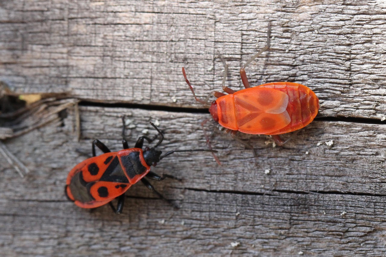 Pyrrhocoris apterus (Linnaeus, 1758) - Gendarme, Soldat, Suisse (stade ténéral)  