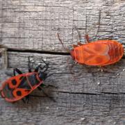 Pyrrhocoris apterus (Linnaeus, 1758) - Gendarme, Soldat, Suisse (stade ténéral)  