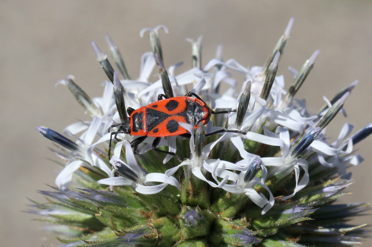 Pyrrhocoris apterus (Linnaeus, 1758) - Gendarme, Soldat, Suisse