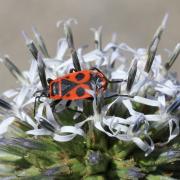 Pyrrhocoris apterus (Linnaeus, 1758) - Gendarme, Soldat, Suisse