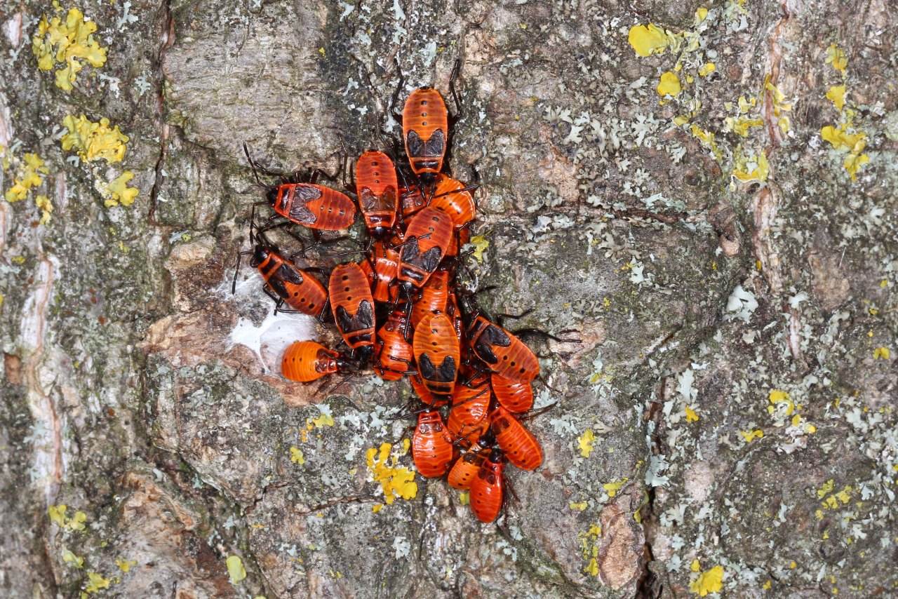 Pyrrhocoris apterus (Linnaeus, 1758) - Gendarme, Soldat, Suisse (larves)