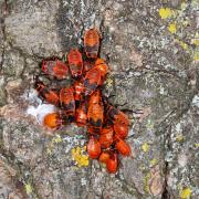 Pyrrhocoris apterus (Linnaeus, 1758) - Gendarme, Soldat, Suisse (larves)