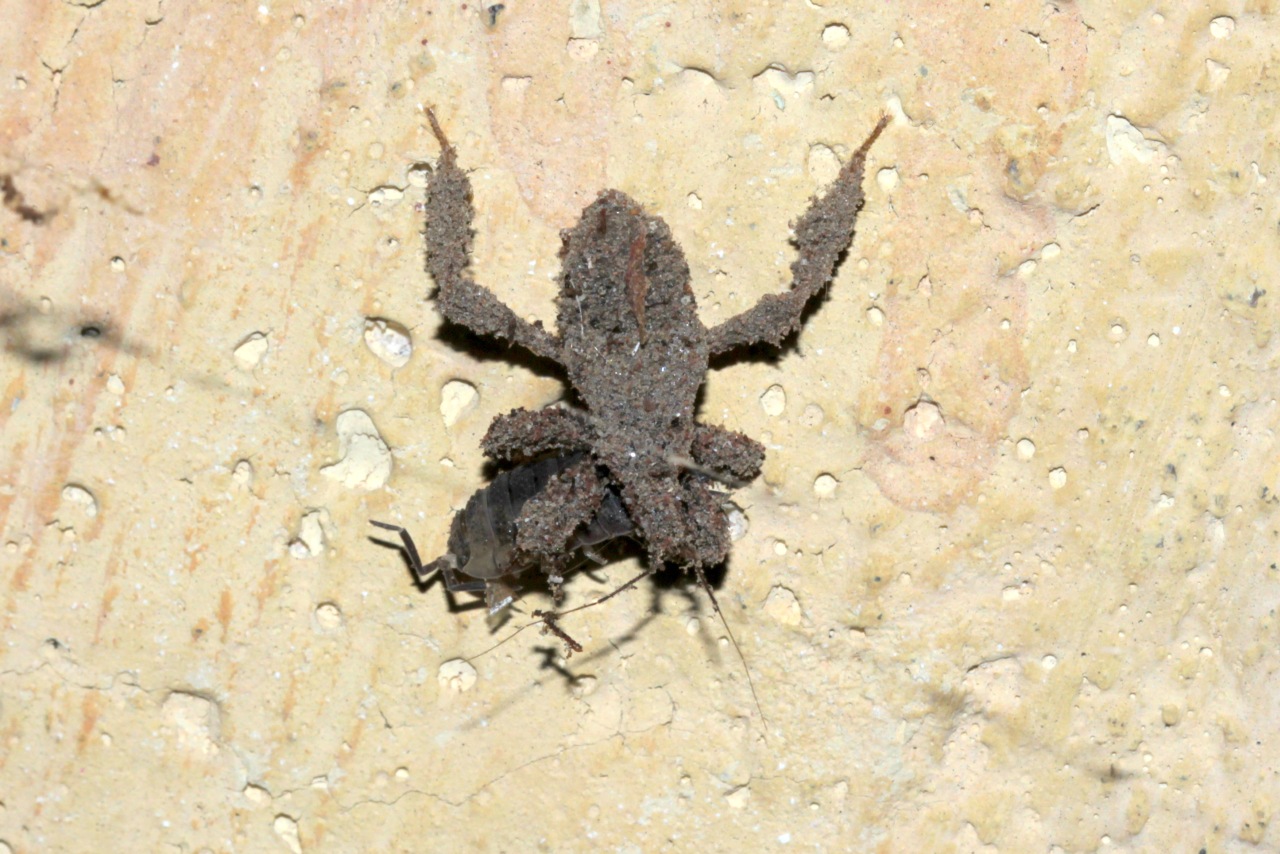 Reduvius personatus (Linnaeus, 1758) - Réduve masqué (larve)