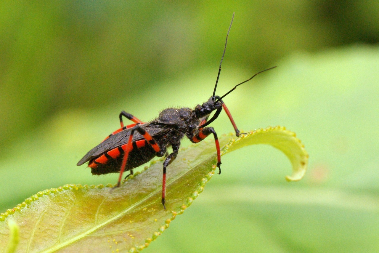 Rhynocoris annulatus (Linnaeus, 1758) - Réduve annelé