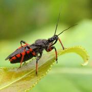 Rhynocoris annulatus (Linnaeus, 1758) - Réduve annelé