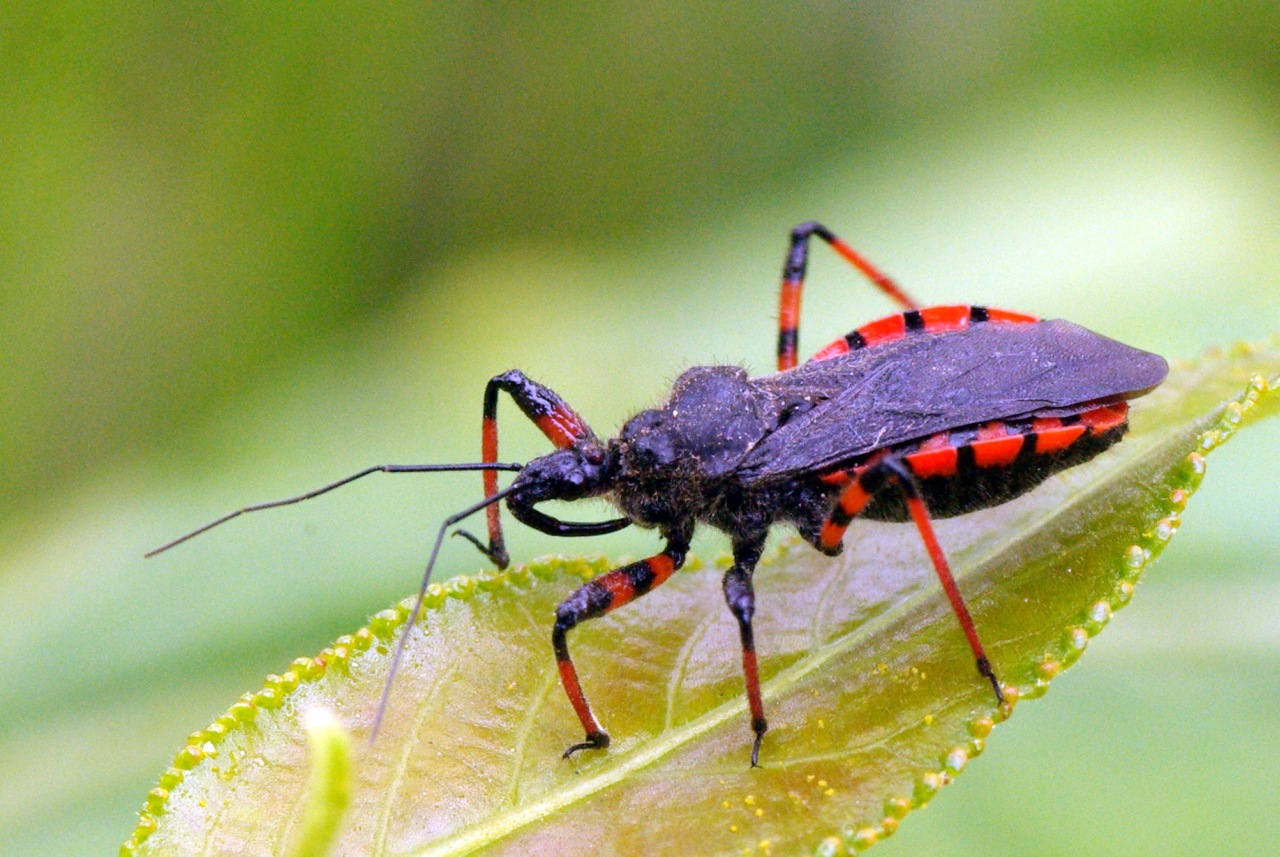 Rhynocoris annulatus (Linnaeus, 1758) - Réduve annelé