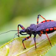 Rhynocoris annulatus (Linnaeus, 1758) - Réduve annelé