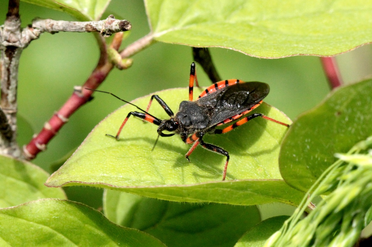 Rhynocoris annulatus (Linnaeus, 1758) - Réduve annelé