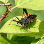 Rhynocoris annulatus (Linnaeus, 1758) - Réduve annelé