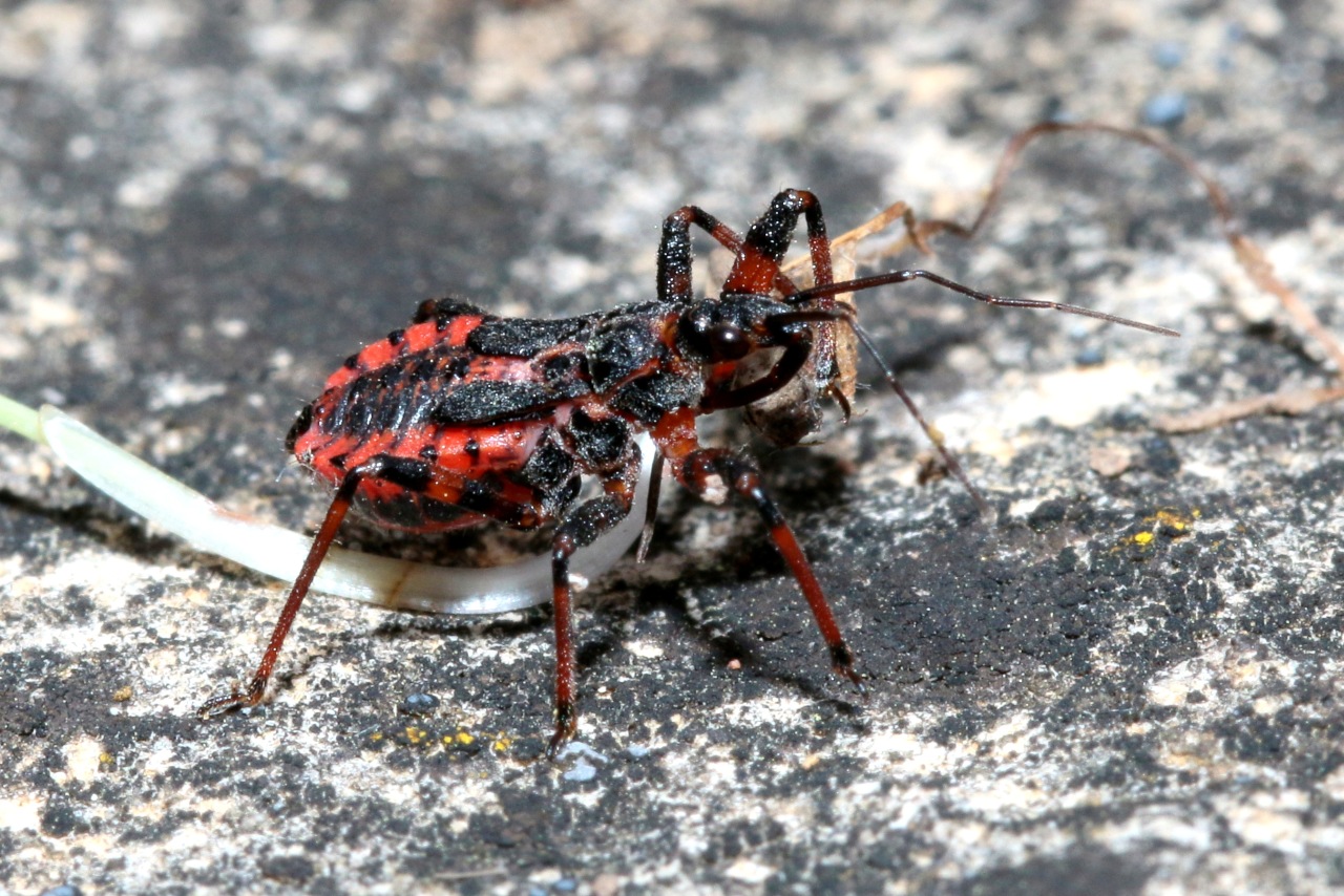 Rhynocoris annulatus (Linnaeus, 1758) - Réduve annelé (juvénile)