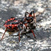 Rhynocoris annulatus (Linnaeus, 1758) - Réduve annelé (juvénile)