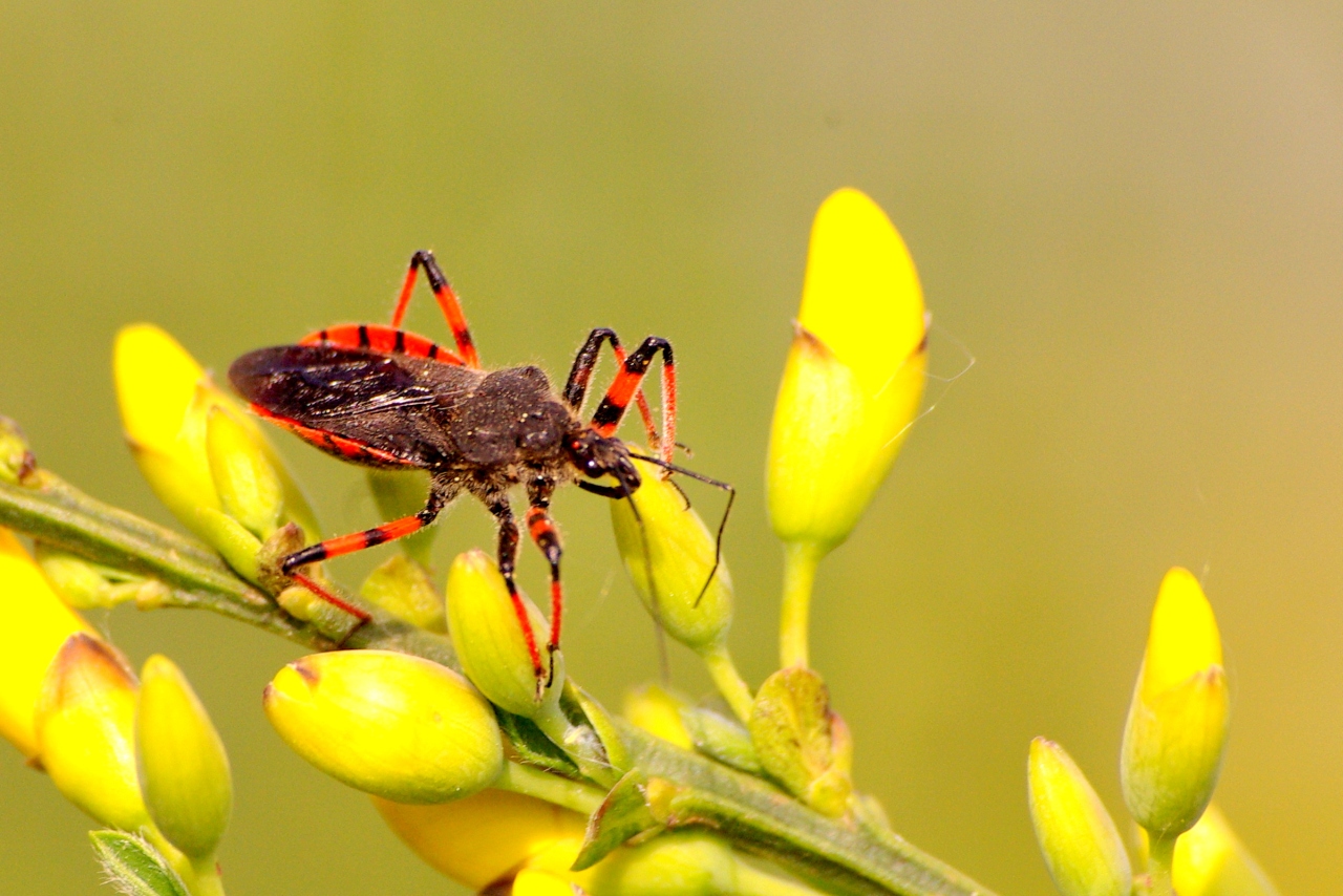 Rhynocoris annulatus (Linnaeus, 1758) - Réduve annelé