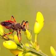 Rhynocoris annulatus (Linnaeus, 1758) - Réduve annelé