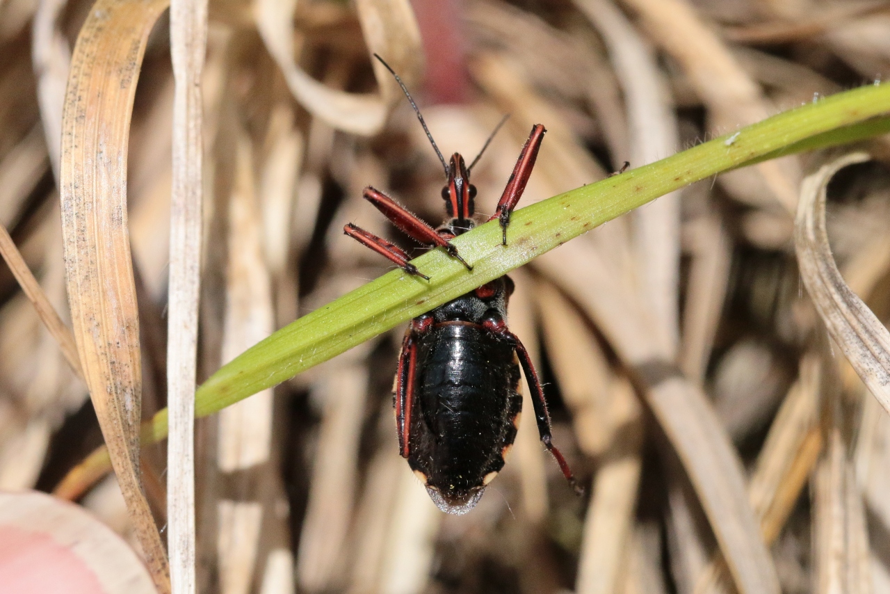 Rhynocoris erythropus (Linnaeus, 1767) - Réduve à pattes rouges (ponte)