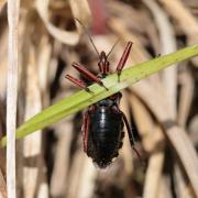 Rhynocoris erythropus (Linnaeus, 1767) - Réduve à pattes rouges (ponte)