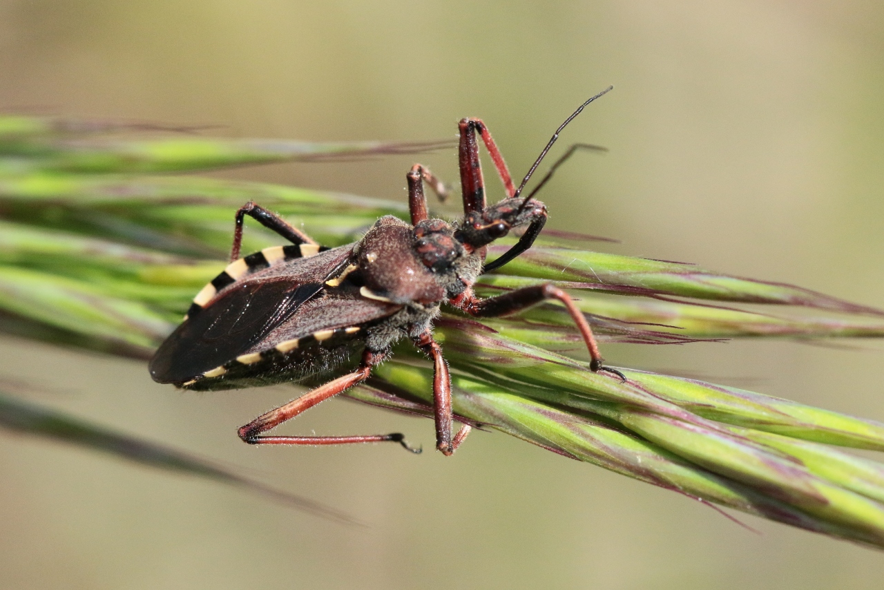 Rhynocoris erythropus (Linnaeus, 1767) - Réduve à pattes rouges