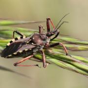 Rhynocoris erythropus (Linnaeus, 1767) - Réduve à pattes rouges