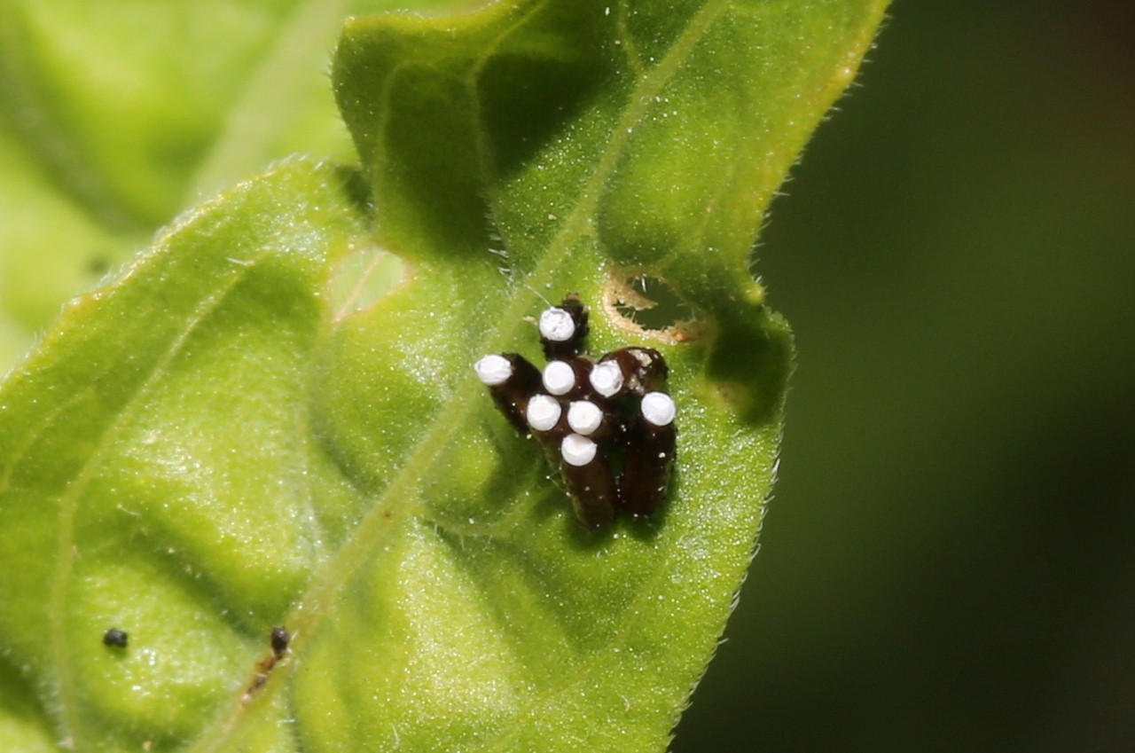 Rhynocoris erythropus (Linnaeus, 1767) - Réduve à pattes rouges (ponte) 