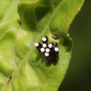 Rhynocoris erythropus (Linnaeus, 1767) - Réduve à pattes rouges (ponte) 