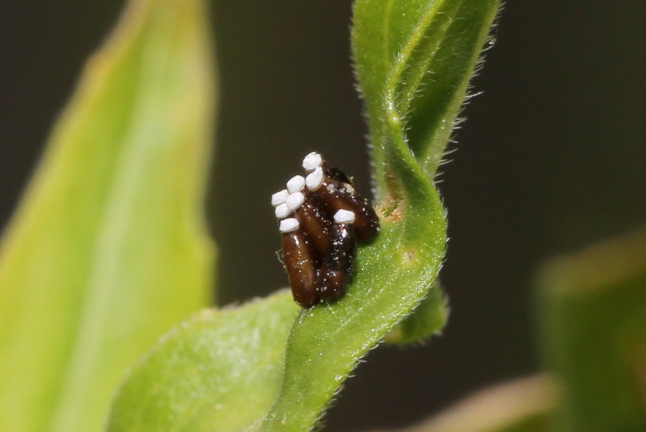 Rhynocoris erythropus (Linnaeus, 1767) - Réduve à pattes rouges (ponte) 