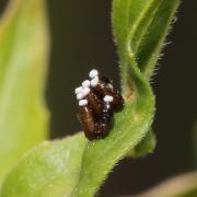 Rhynocoris erythropus (Linnaeus, 1767) - Réduve à pattes rouges (ponte) 