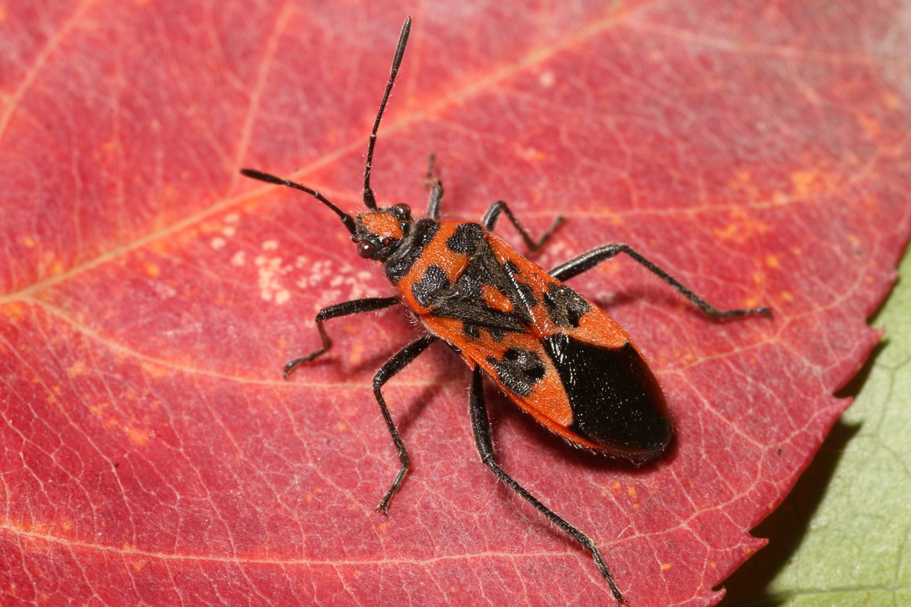 Corizus hyoscyami (Linnaeus, 1758) - Corise de la Jusquiame