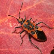 Corizus hyoscyami (Linnaeus, 1758) - Corise de la Jusquiame