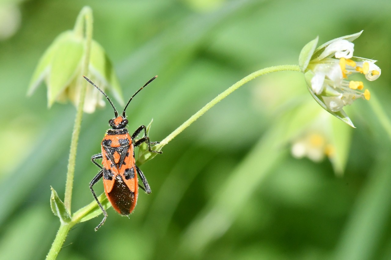 Corizus hyoscyami (Linnaeus, 1758) - Corise de la Jusquiame