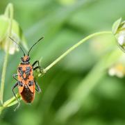 Corizus hyoscyami (Linnaeus, 1758) - Corise de la Jusquiame