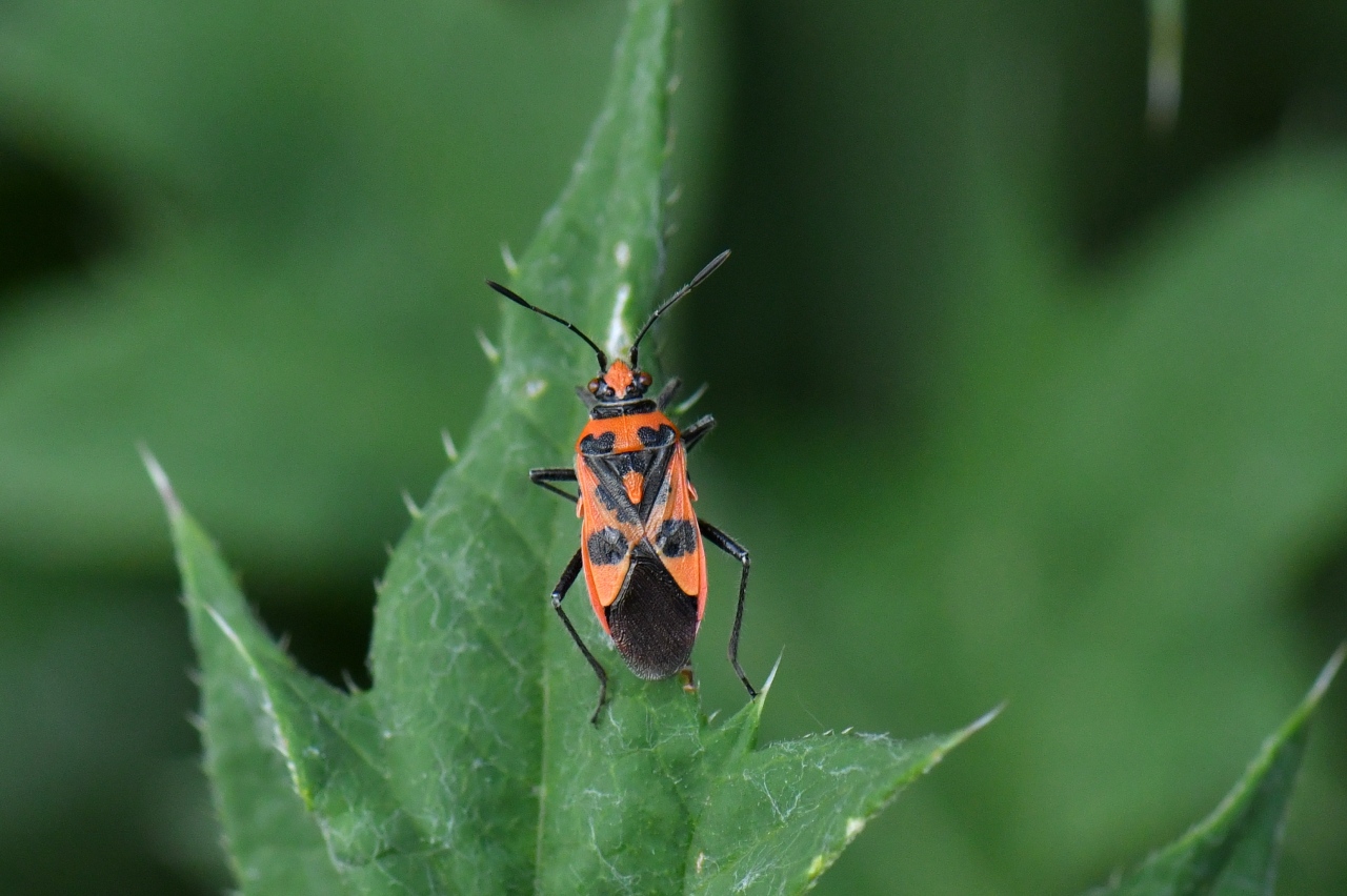 Corizus hyoscyami (Linnaeus, 1758) - Corise de la Jusquiame