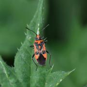 Corizus hyoscyami (Linnaeus, 1758) - Corise de la Jusquiame