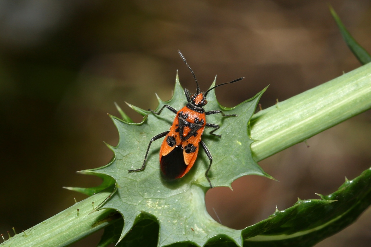 Corizus hyoscyami (Linnaeus, 1758) - Corise de la Jusquiame