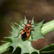 Corizus hyoscyami (Linnaeus, 1758) - Corise de la Jusquiame