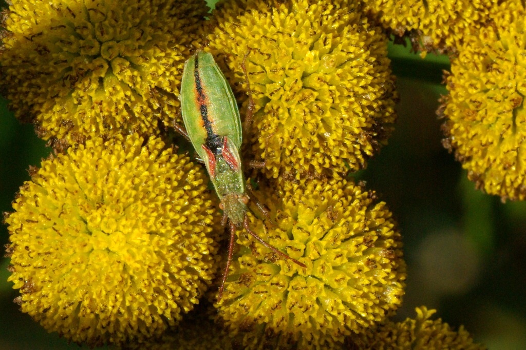 Myrmus miriformis (Fallén, 1807) (femelle)