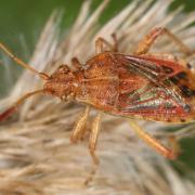 Stictopleurus abutilon (Rossi, 1790)